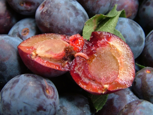  La plus grande menace pour les variétés de prunes chinoises est la teigne de la prune