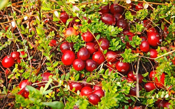  Canneberge aux fruits