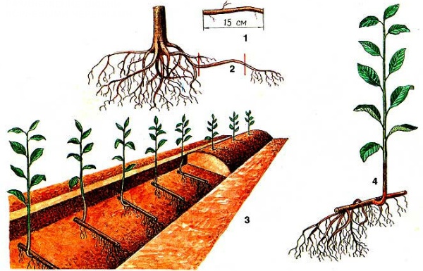  La pousse est séparée des racines principales de la prune mère, placée dans un sol bien humidifié, la pointe est épinglée