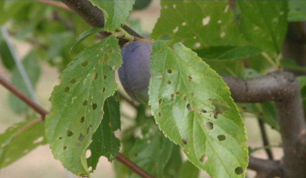  Klyasterosporioz, sauf pour les feuilles, infecte les branches, le tronc et même les fruits