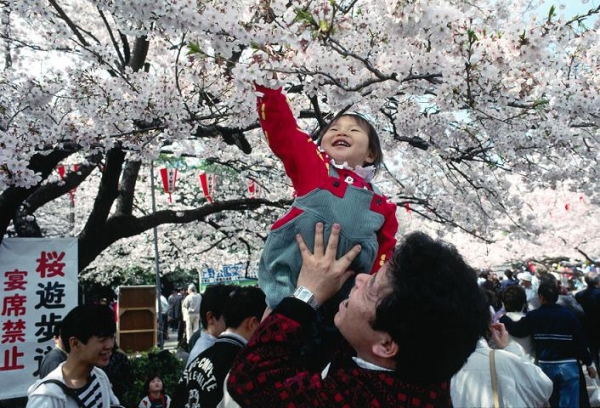  Quand le sakura fleurit, les jours ouvrables au Japon sont annulés et le jour férié est déclaré Hanami