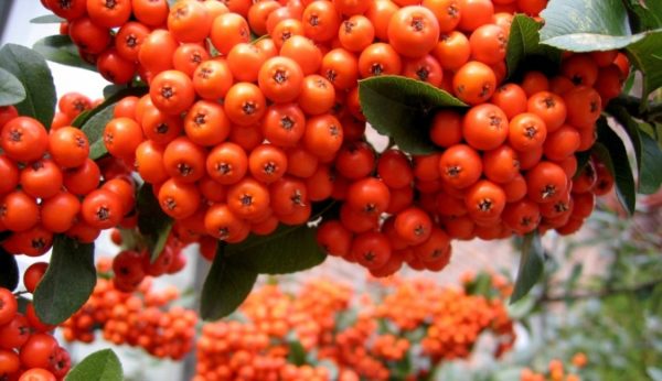  Baies rouges de rowan sur un buisson