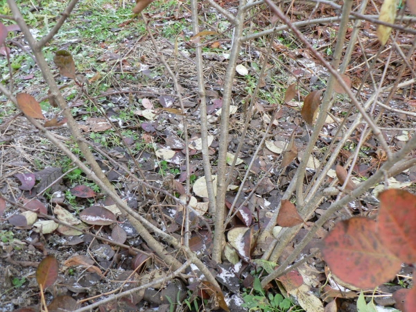  Arbrisseau noir est plié au sol et pressé, recouvert de branches d'épinette