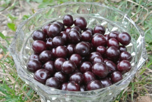  Vladimirskaya cherry a de nombreuses formes, le goût est aigre-doux, noir et rouge