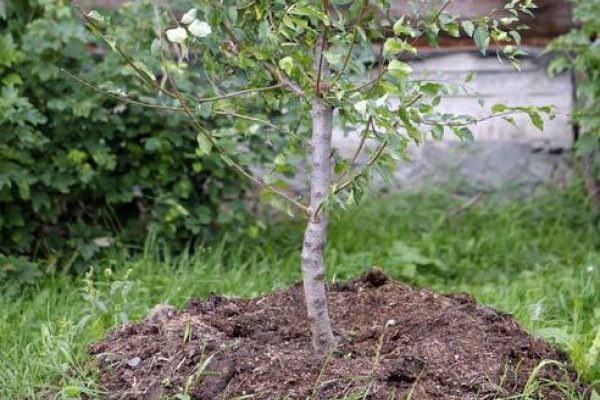  Cerisier cultivé Turgenevka