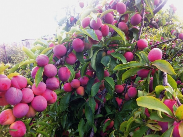  Variété de prunier de la beauté de la Mandchourie, fruits mûrs résistants à la sécheresse qui s'effritent rapidement