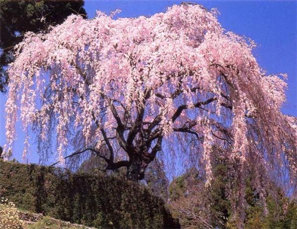  Cherry-sakura appartient aux plantes ornementales, ses fruits ne se prêtent pas à l'ingestion.