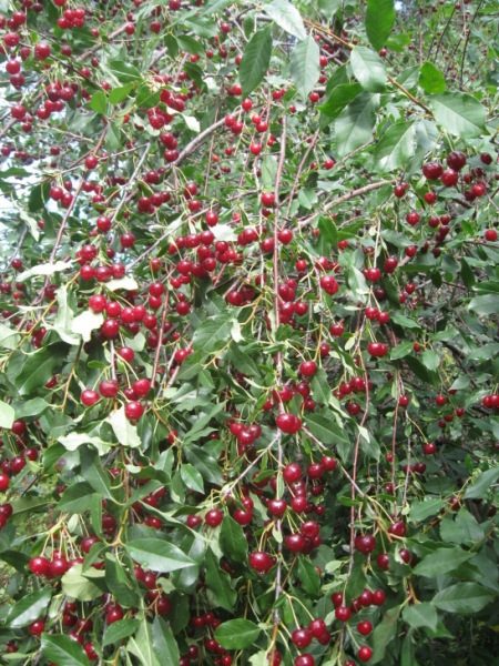  Cerisier Ural Ruby