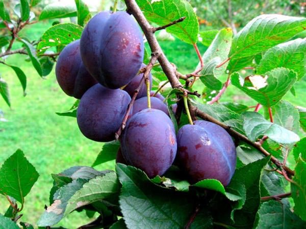  Prune Hongrois