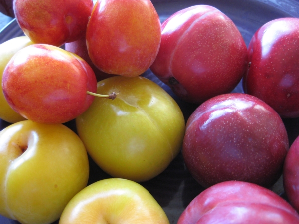  Il existe plusieurs différences entre la prune et la prune cerise: de la couleur du fruit à la résistance aux maladies et aux ravageurs