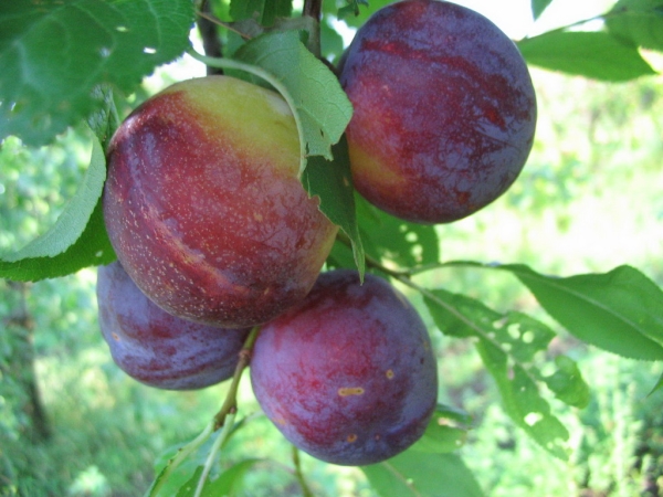  Variété de prunes orientales très résistantes au gel, il est préférable d’utiliser les fruits frais