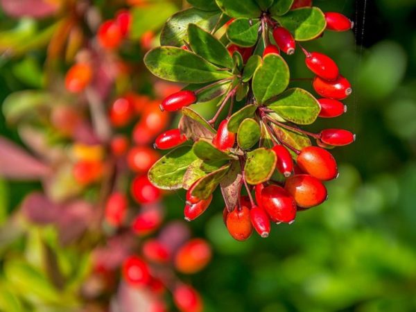  Branche d'épine-vinette aux fruits