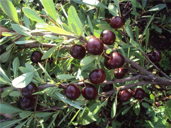  Cherry Bessey sur un buisson