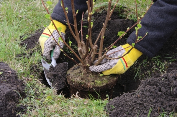  Avant de planter, inspectez les racines; remplissez le semis avec de la terre de sorte que le collet reste à 3–5 cm au-dessus de la surface du sol