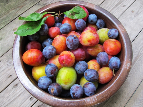  Les principales différences entre les prunes et les prunes cerises, leur composition chimique, leurs avantages et leurs inconvénients pour l'organisme