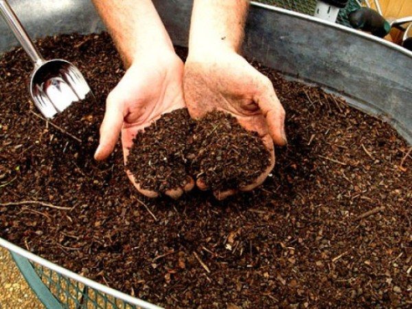  Engrais à base de cerise compost