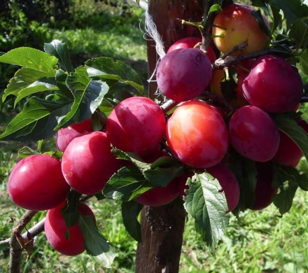  Variété de prune juillet fruits la troisième année après la plantation, les fruits sont gros, très doux
