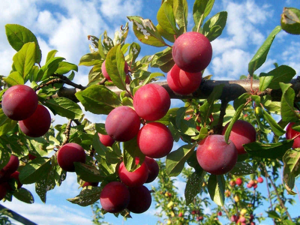  Les variétés de prunes à maturité précoce Alenushka peuvent être utilisées à des fins industrielles