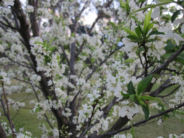  La prune chinoise fleurit à la mi-avril, les fleurs sont blanches, la couronne est sphérique