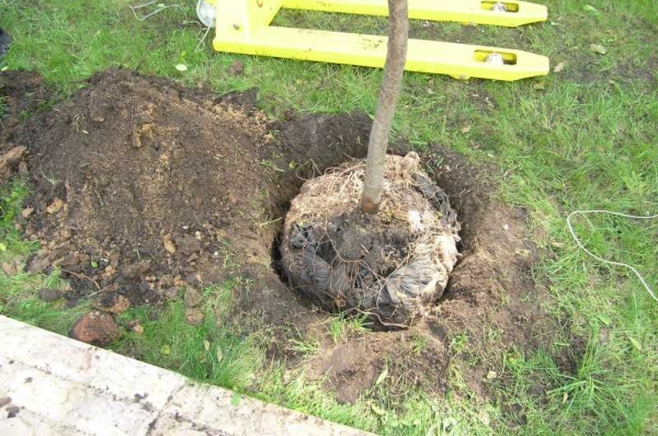  Pour les arbres hybrides, la fosse doit avoir une largeur et une profondeur de 80 cm. Les hybrides préfèrent un sol neutre ou alcalin.