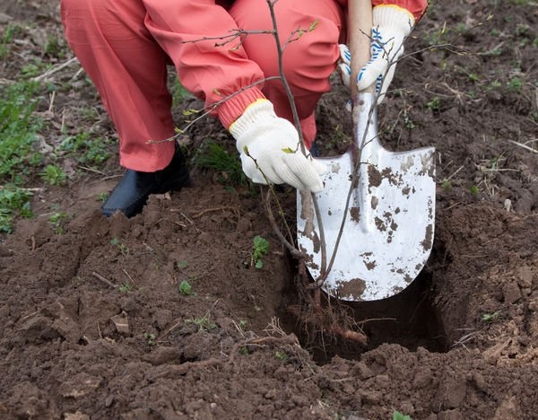  Lors de la plantation de semis de prunes dans le sol, il est nécessaire de s’assurer que le collet de racines est de 3 à 5 cm plus haut que le niveau du sol.