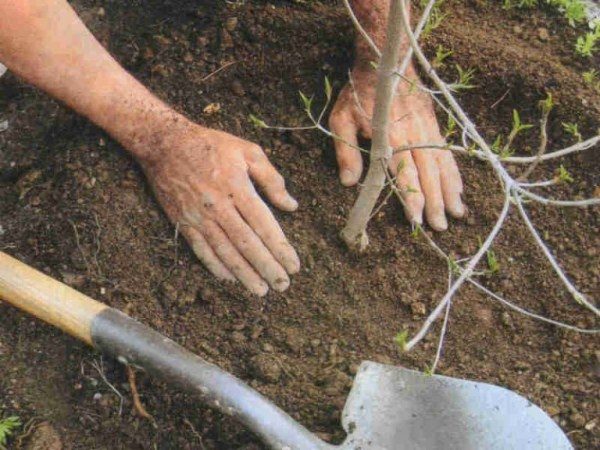  Planter des plants de prunes