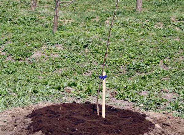  Turgenevka vient de planter un plant de cerisier
