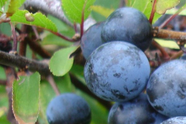 Fruits de prunes sauvages