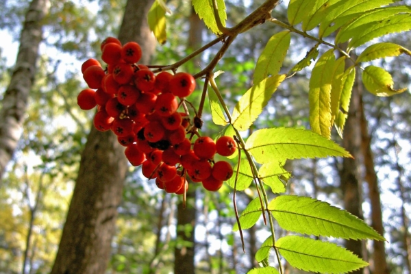  Prendre des fruits de guérison, les teintures et le jus de rowan ne peut pas être dans le cas d'intolérance individuelle de baies