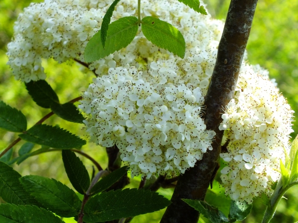  Les bouillons de fleurs de rowan aident à normaliser l'activité du système endocrinien, éliminent les dommages au foie