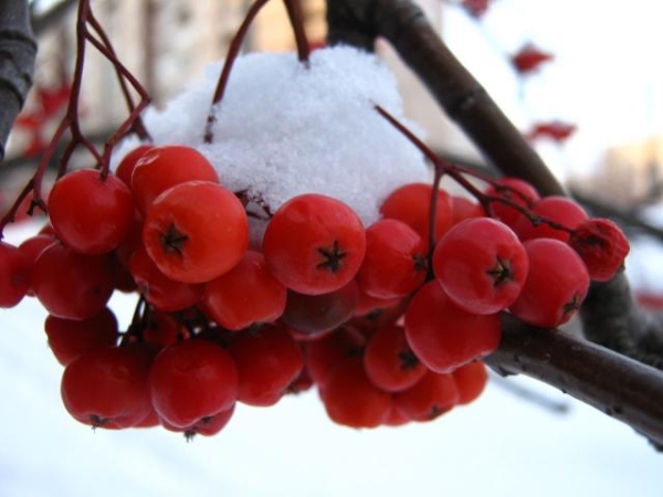  Les baies de Krasnaya rowan ordinaires contiennent de nombreuses vitamines et micro-éléments, ce qui permet son utilisation dans différents domaines de la médecine