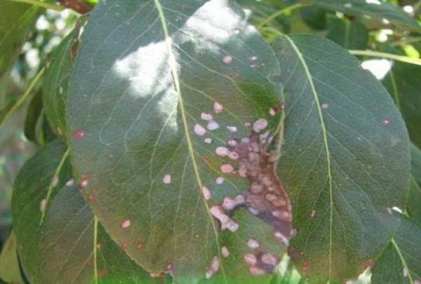  Les feuilles de poirier sont atteintes de septoriose ou de tache blanche