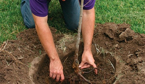 Lors de la plantation d'un arbre d'une cerise douce, nous redressons les racines