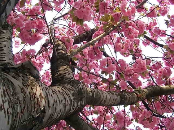  Sakura cerisier japonais: caractéristiques descriptives de l'arbre, plantation, soin, variétés