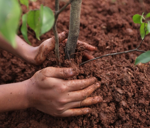  Comment et quand il est préférable de planter et de replanter le drain: un guide étape par étape pour la plantation et l'entretien