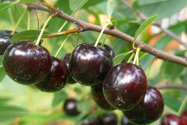  Fruits mûrs et juteux de la cerise Bessey