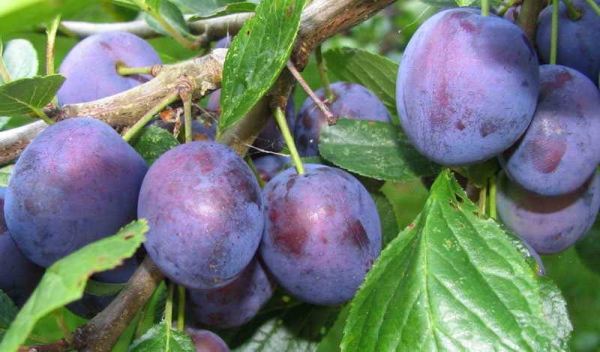  Renklod Michurinsky prune est bien adapté pour la conservation, est bien transporté et stocké.
