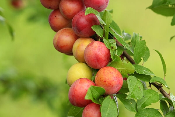  La prune fruitière dépend de la variété et de la plantation appropriée de l'arbre