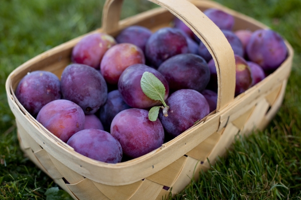  Les conditions de maturation des prunes dépendent de la variété et de la région de culture