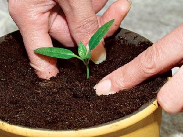  Pour que les semis se développent correctement à la maison, il est nécessaire de maintenir des conditions optimales pour l’éclairage, l’arrosage, l’alimentation.