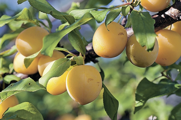  Il est courant d'appeler une prune cerise une forme de prune d'origine. Les scientifiques ont même identifié le type de prune russe.