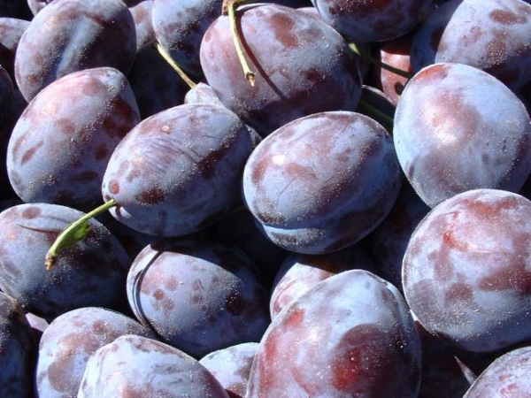  Bogatyrskaya hongrois, une variété de prunes à haut rendement, supporte bien le gel