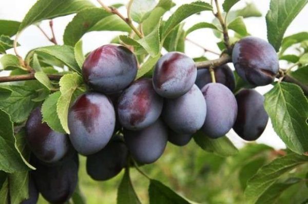  Prune hongroise Voronej