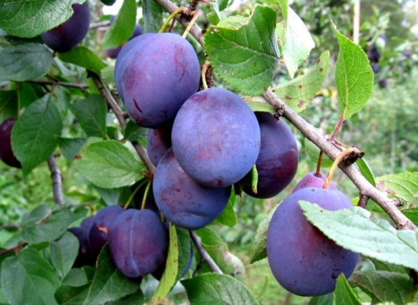  Le hongrois est l’une des variétés de prunes les plus populaires et les plus répandues