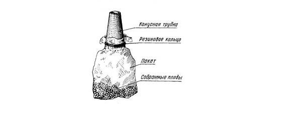  Amenez le tubule sur la tige de la partie supérieure et appuyez doucement pour que les baies coupées glissent doucement dans le sac le long du tube.