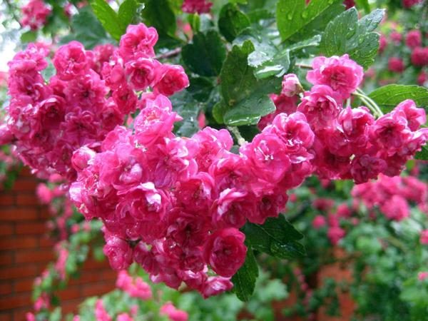  Fleurs d'aubépine Paul Scarlet