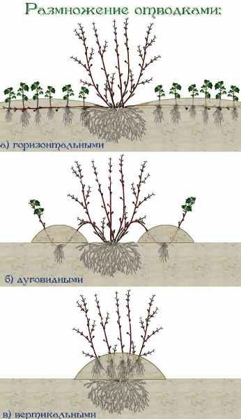  Schéma de reproduction de l'aubépine par superposition