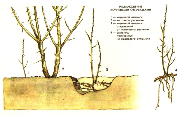  Si vous voulez propager rapidement le buisson d’argousier, tenez compte de la méthode de reproduction du sous-bois