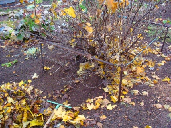  Les groseilles sont préparées pour l’hiver: elles nettoient le cercle du tronc des résidus de plantes, les branches sont récoltées au centre et attachées avec de la ficelle
