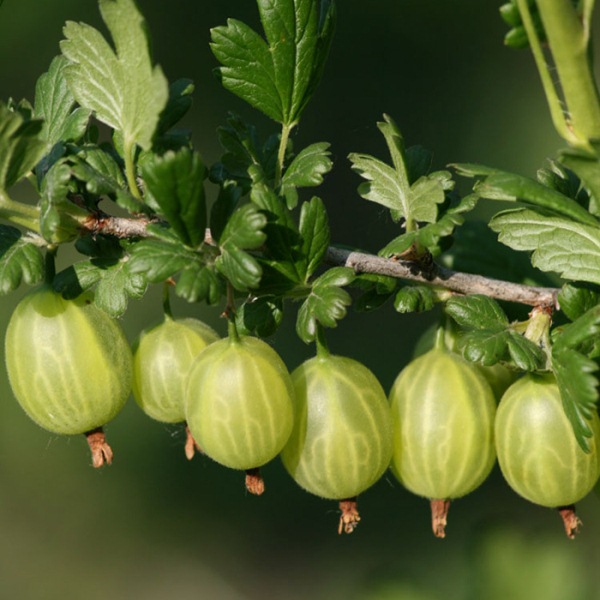  Variété de groseille printemps